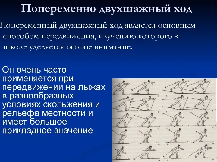 Попеременно двухшажный ход Попеременный двухшажный ход является основным способом передвижения,