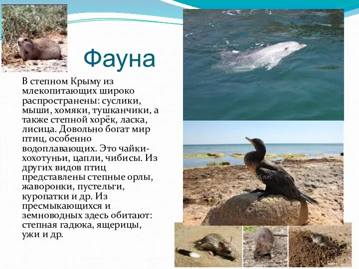 Фауна В степном Крыму из млекопитающих широко распространены: суслики, мыши,
