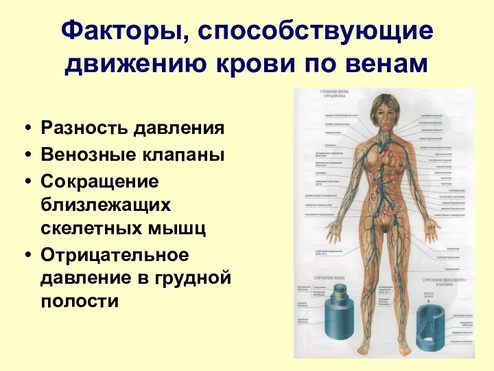 Факторы, способствующие движению крови по венам Разность давления Венозные клапаны Сокращение близлежащих скелетных