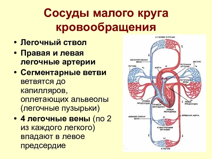 Сосуды малого круга кровообращения Легочный ствол Правая и левая легочные артерии Сегментарные ветви