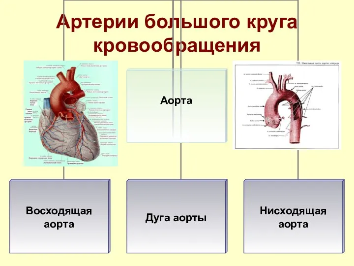 Артерии большого круга кровообращения