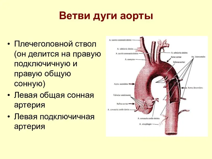 Ветви дуги аорты Плечеголовной ствол(он делится на правую подключичную и правую общую сонную)