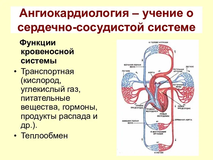 Ангиокардиология – учение о сердечно-сосудистой системе Функции кровеносной системы Транспортная (кислород, углекислый газ,