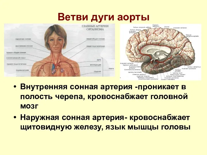 Ветви дуги аорты Внутренняя сонная артерия -проникает в полость черепа, кровоснабжает головной мозг