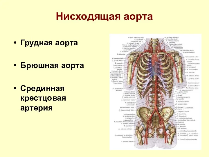 Нисходящая аорта Грудная аорта Брюшная аорта Срединная крестцовая артерия