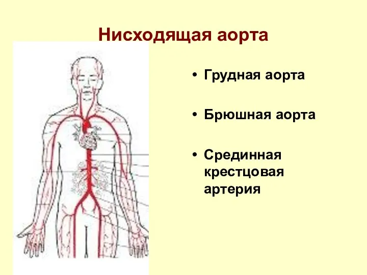 Нисходящая аорта Грудная аорта Брюшная аорта Срединная крестцовая артерия