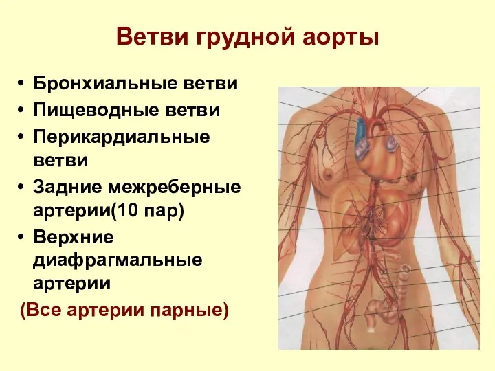 Ветви грудной аорты Бронхиальные ветви Пищеводные ветви Перикардиальные ветви Задние межреберные артерии(10 пар)