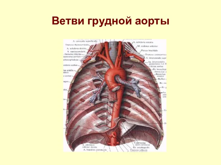 Ветви грудной аорты