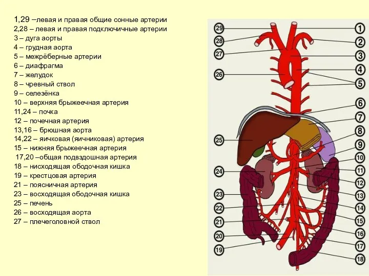 1,29 –левая и правая общие сонные артерии 2,28 – левая и правая подключичные