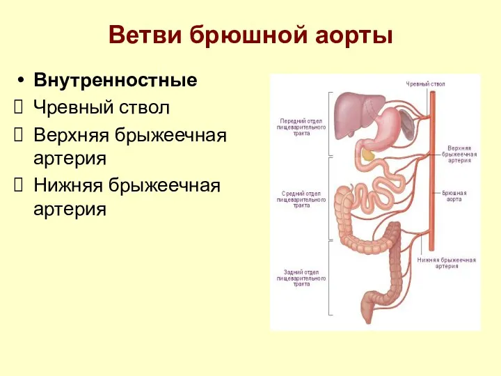 Ветви брюшной аорты Внутренностные Чревный ствол Верхняя брыжеечная артерия Нижняя брыжеечная артерия