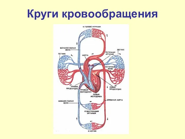 Круги кровообращения