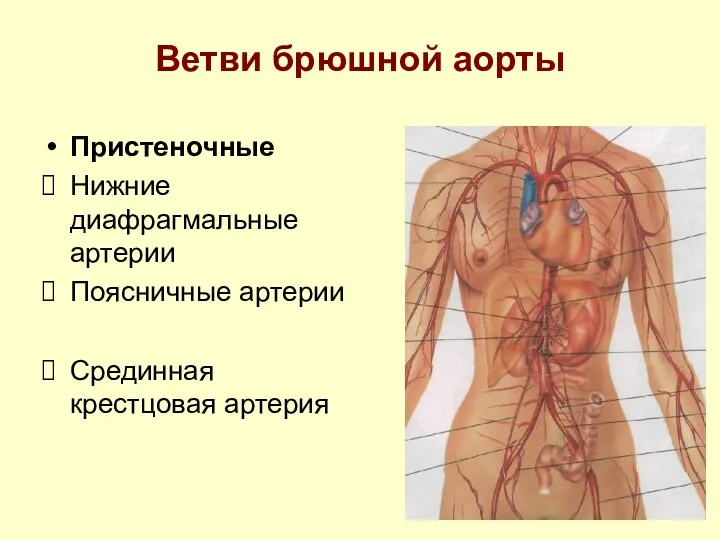 Ветви брюшной аорты Пристеночные Нижние диафрагмальные артерии Поясничные артерии Срединная крестцовая артерия