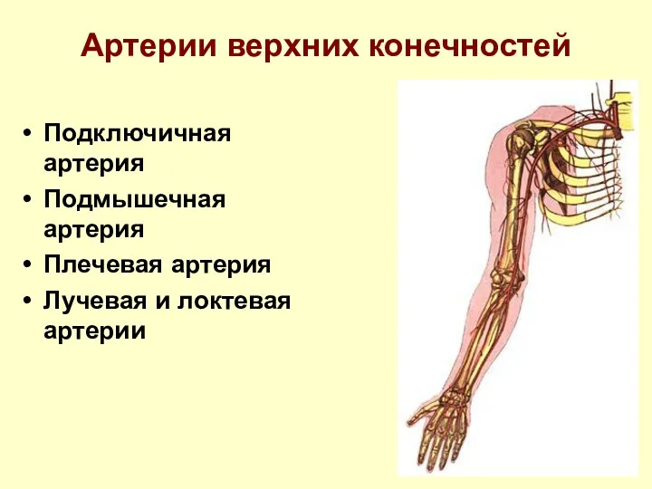 Артерии верхних конечностей Подключичная артерия Подмышечная артерия Плечевая артерия Лучевая и локтевая артерии