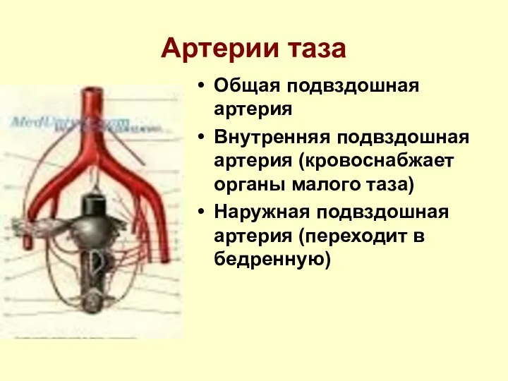 Артерии таза Общая подвздошная артерия Внутренняя подвздошная артерия (кровоснабжает органы малого таза) Наружная