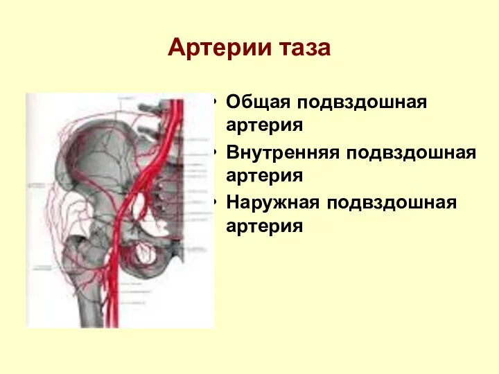 Артерии таза Общая подвздошная артерия Внутренняя подвздошная артерия Наружная подвздошная артерия