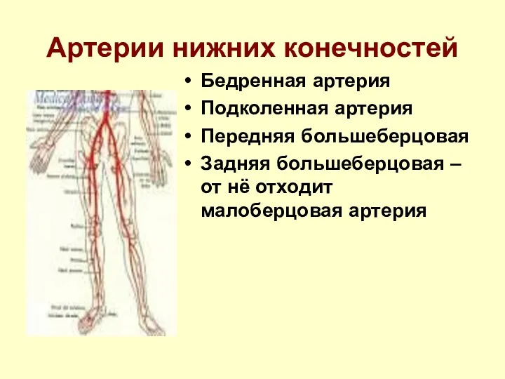 Артерии нижних конечностей Бедренная артерия Подколенная артерия Передняя большеберцовая Задняя большеберцовая – от