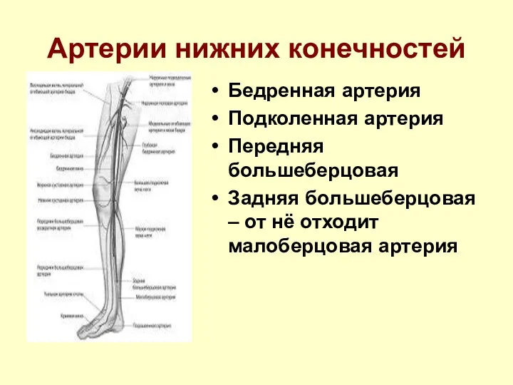 Артерии нижних конечностей Бедренная артерия Подколенная артерия Передняя большеберцовая Задняя большеберцовая – от