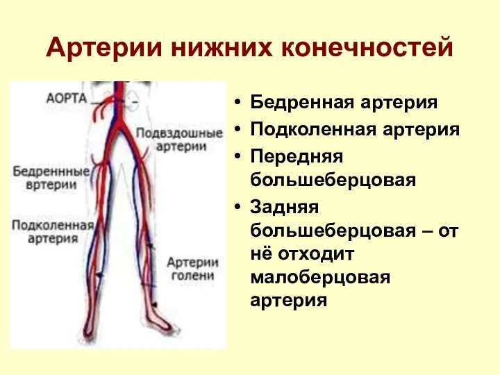 Артерии нижних конечностей Бедренная артерия Подколенная артерия Передняя большеберцовая Задняя большеберцовая – от