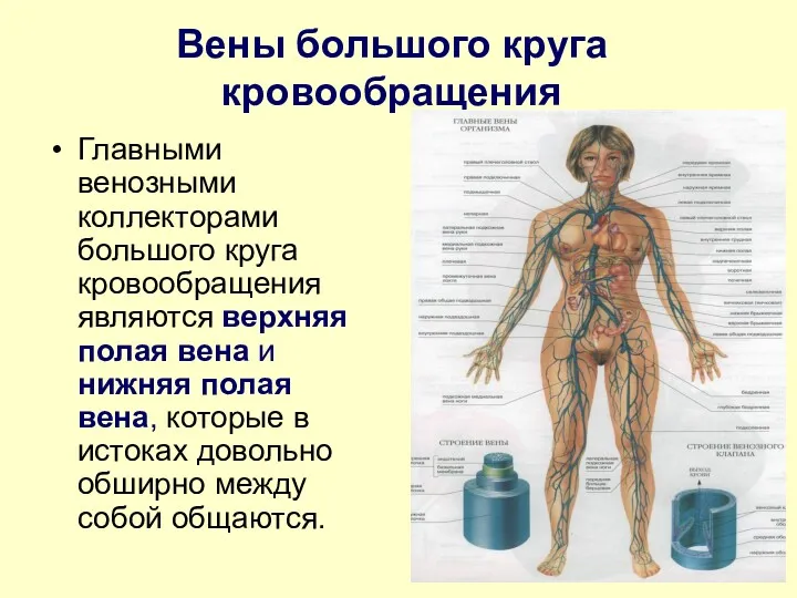 Вены большого круга кровообращения Главными венозными коллекторами большого круга кровообращения являются верхняя полая