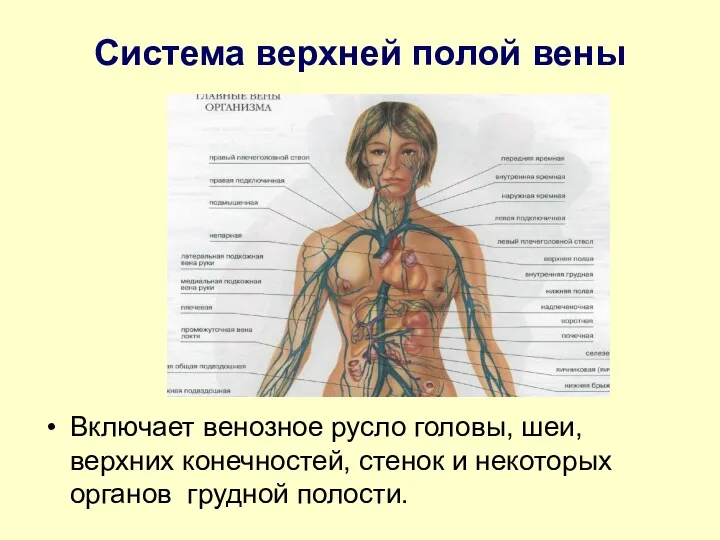 Система верхней полой вены Включает венозное русло головы, шеи, верхних конечностей, стенок и