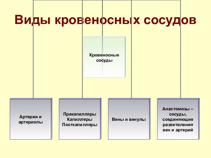 Виды кровеносных сосудов