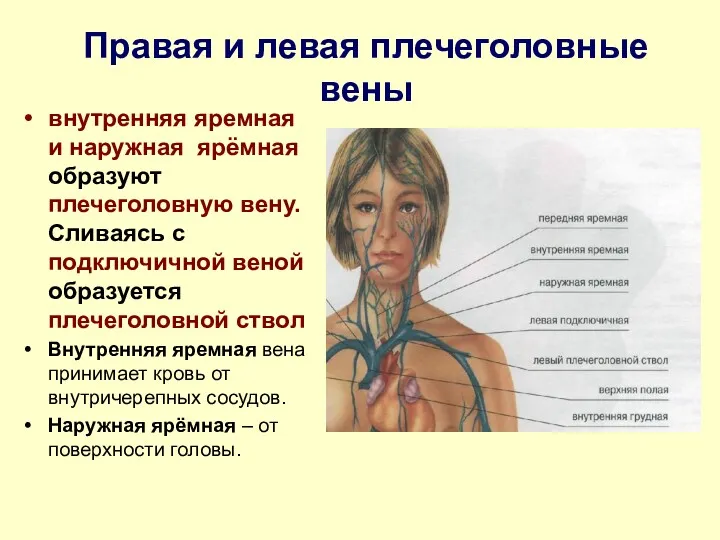 Правая и левая плечеголовные вены внутренняя яремная и наружная ярёмная образуют плечеголовную вену.