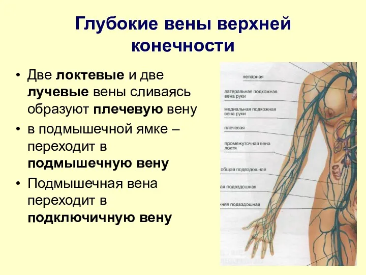 Глубокие вены верхней конечности Две локтевые и две лучевые вены сливаясь образуют плечевую