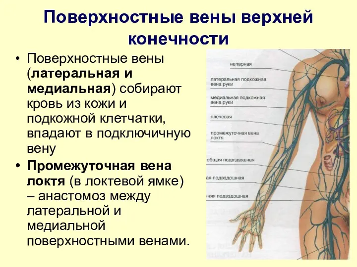 Поверхностные вены верхней конечности Поверхностные вены (латеральная и медиальная) собирают кровь из кожи