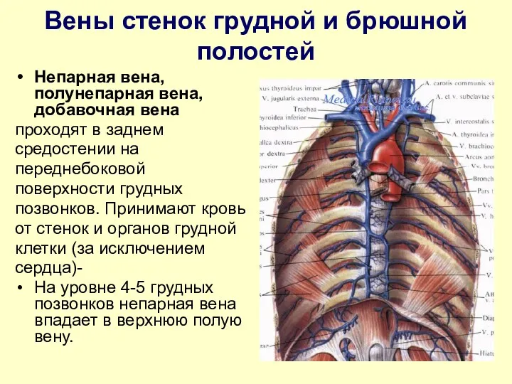 Вены стенок грудной и брюшной полостей Непарная вена, полунепарная вена, добавочная вена проходят