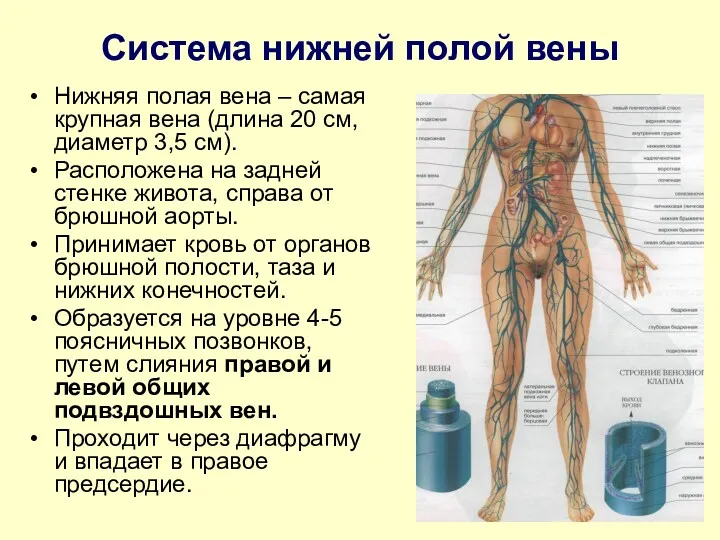 Система нижней полой вены Нижняя полая вена – самая крупная вена (длина 20