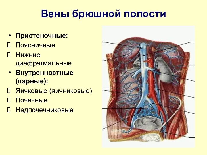 Вены брюшной полости Пристеночные: Поясничные Нижние диафрагмальные Внутренностные (парные): Яичковые (яичниковые) Почечные Надпочечниковые