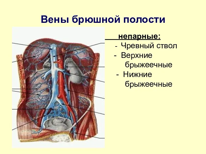 Вены брюшной полости непарные: - Чревный ствол - Верхние брыжеечные - Нижние брыжеечные