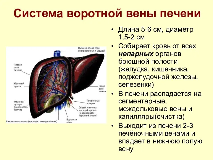 Система воротной вены печени Длина 5-6 см, диаметр 1,5-2 см Собирает кровь от