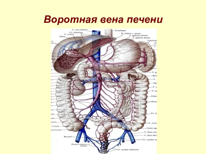 Воротная вена печени