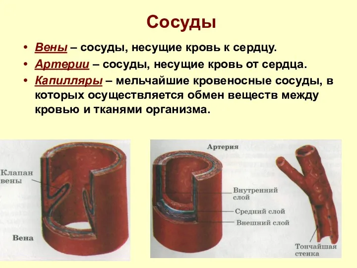 Сосуды Вены – сосуды, несущие кровь к сердцу. Артерии – сосуды, несущие кровь