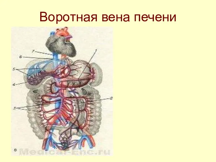 Воротная вена печени