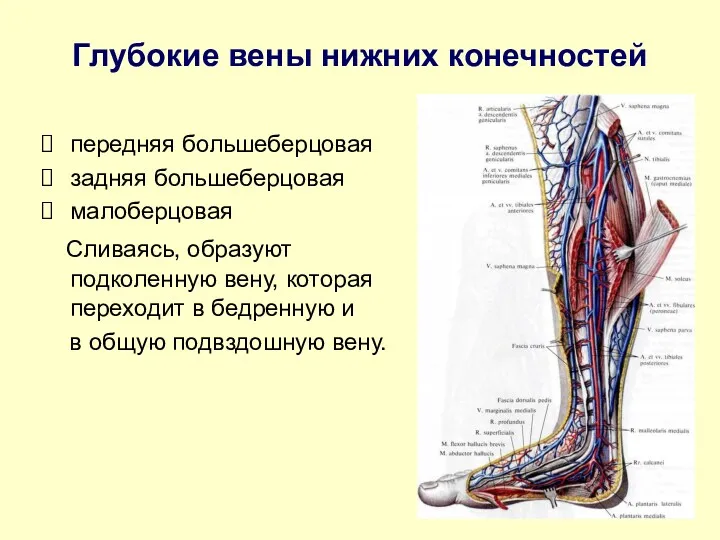 Глубокие вены нижних конечностей передняя большеберцовая задняя большеберцовая малоберцовая Сливаясь, образуют подколенную вену,