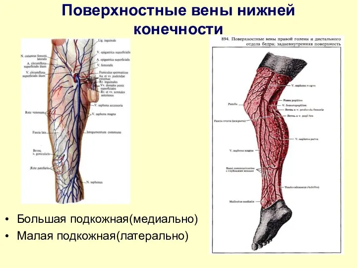 Поверхностные вены нижней конечности Большая подкожная(медиально) Малая подкожная(латерально)