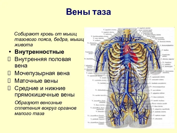 Вены таза Собирают кровь от мышц тазового пояса, бедра, мышц живота Внутренностные Внутренняя