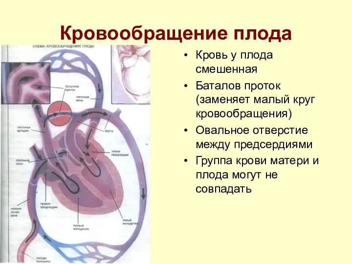 Кровообращение плода Кровь у плода смешенная Баталов проток(заменяет малый круг кровообращения) Овальное отверстие