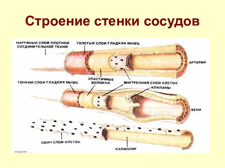 Строение стенки сосудов