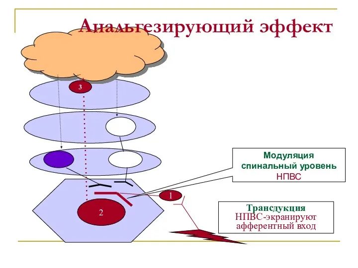 2 1 Трансдукция НПВС-экранируют афферентный вход 3 Модуляция спинальный уровень НПВС Анальгезирующий эффект