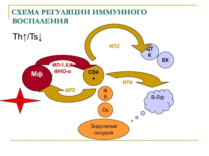 СХЕМА РЕГУЛЯЦИИ ИММУННОГО ВОСПАЛЕНИЯ Th↑/Ts↓ CD4+ ЦТК ЕК Мф В-Лф