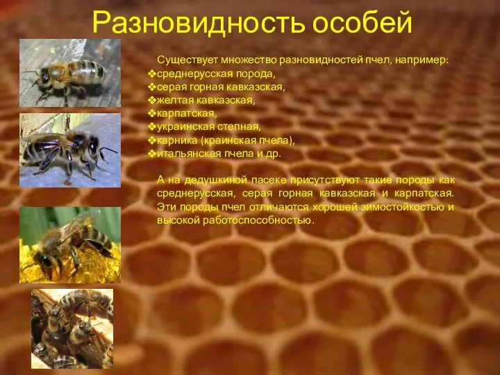 Разновидность особей Существует множество разновидностей пчел, например: среднерусская порода, серая горная кавказская, желтая