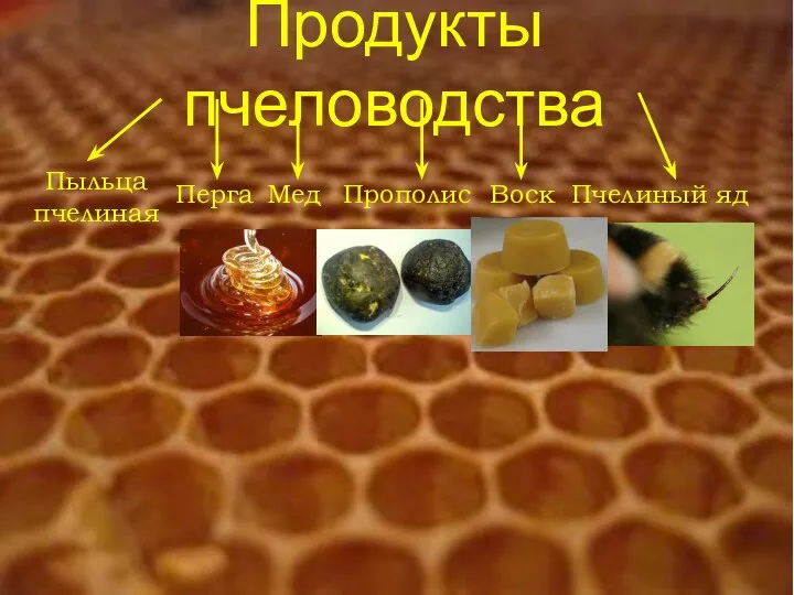 Продукты пчеловодства Пыльца пчелиная Перга Прополис Воск Пчелиный яд Мед