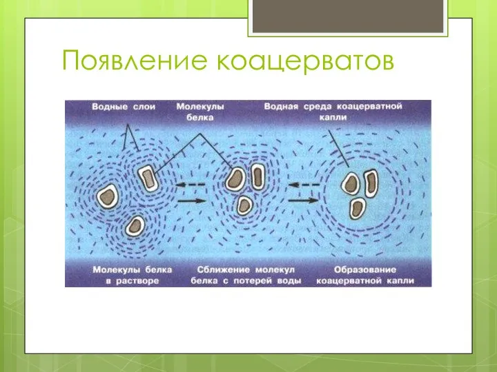 Появление коацерватов