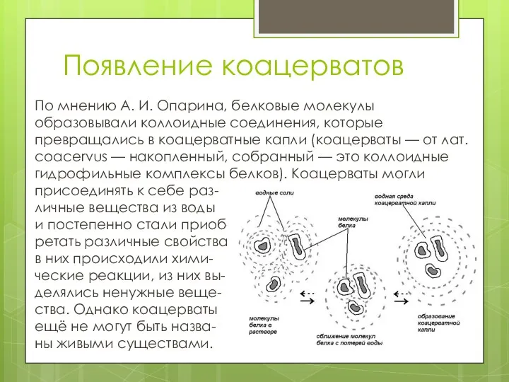 Появление коацерватов По мнению А. И. Опарина, белковые молекулы образовывали