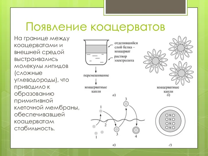 Появление коацерватов На границе между коацерватами и внешней средой выстраивались