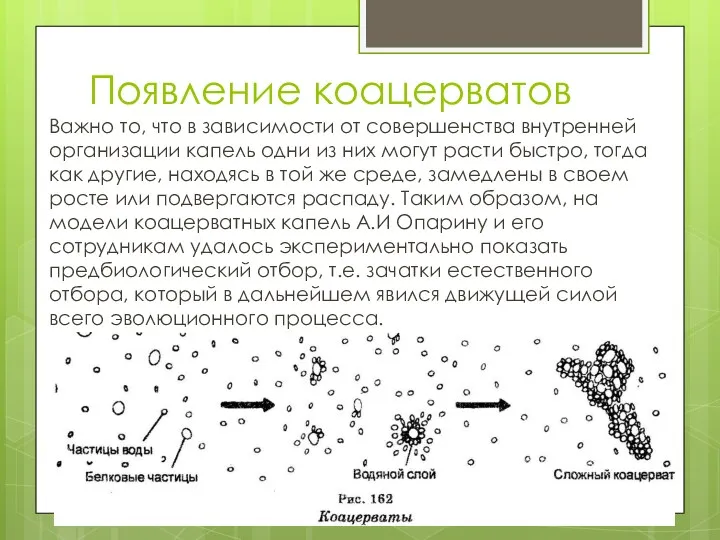 Появление коацерватов Важно то, что в зависимости от совершенства внутренней