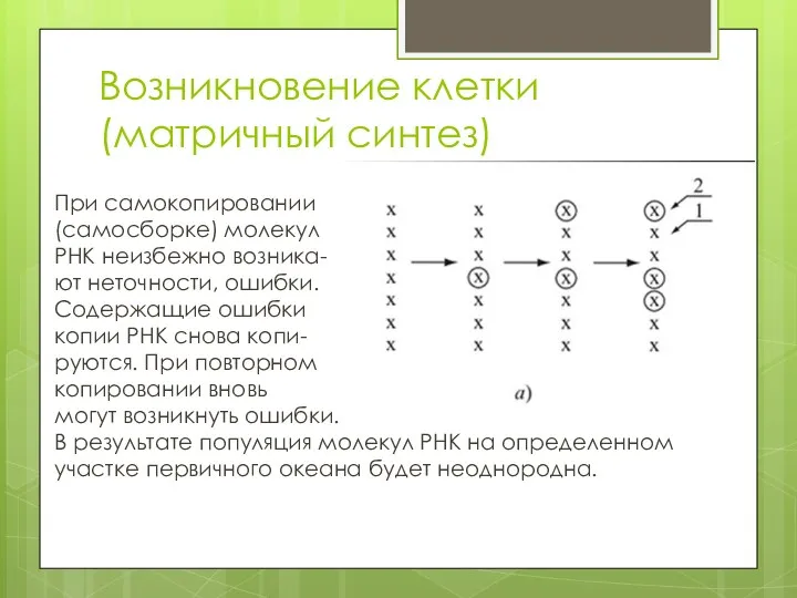 Возникновение клетки (матричный синтез) При самокопировании (самосборке) молекул РНК неизбежно